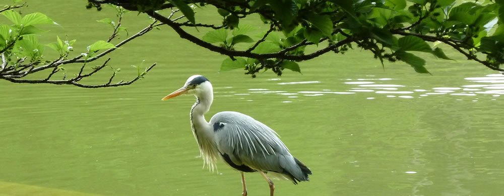 Le héron du parc Montsouris