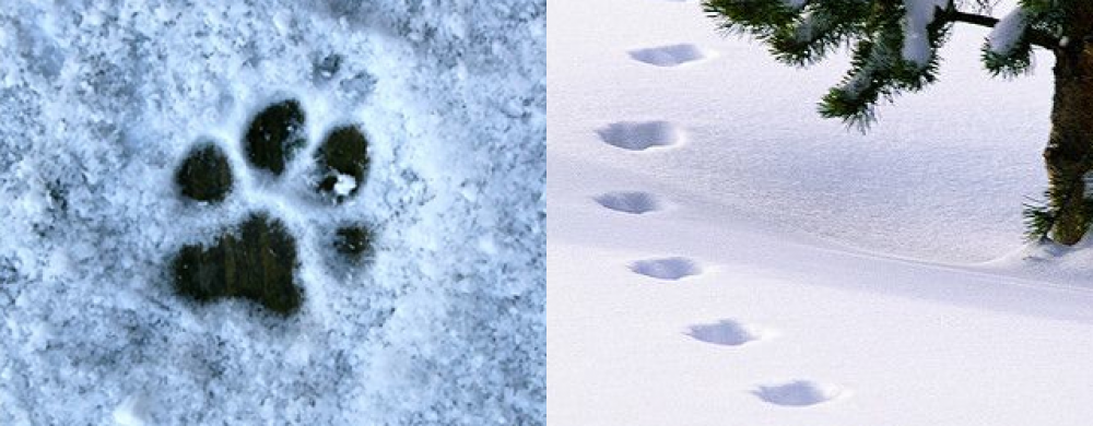 A la recherche du loup perdu